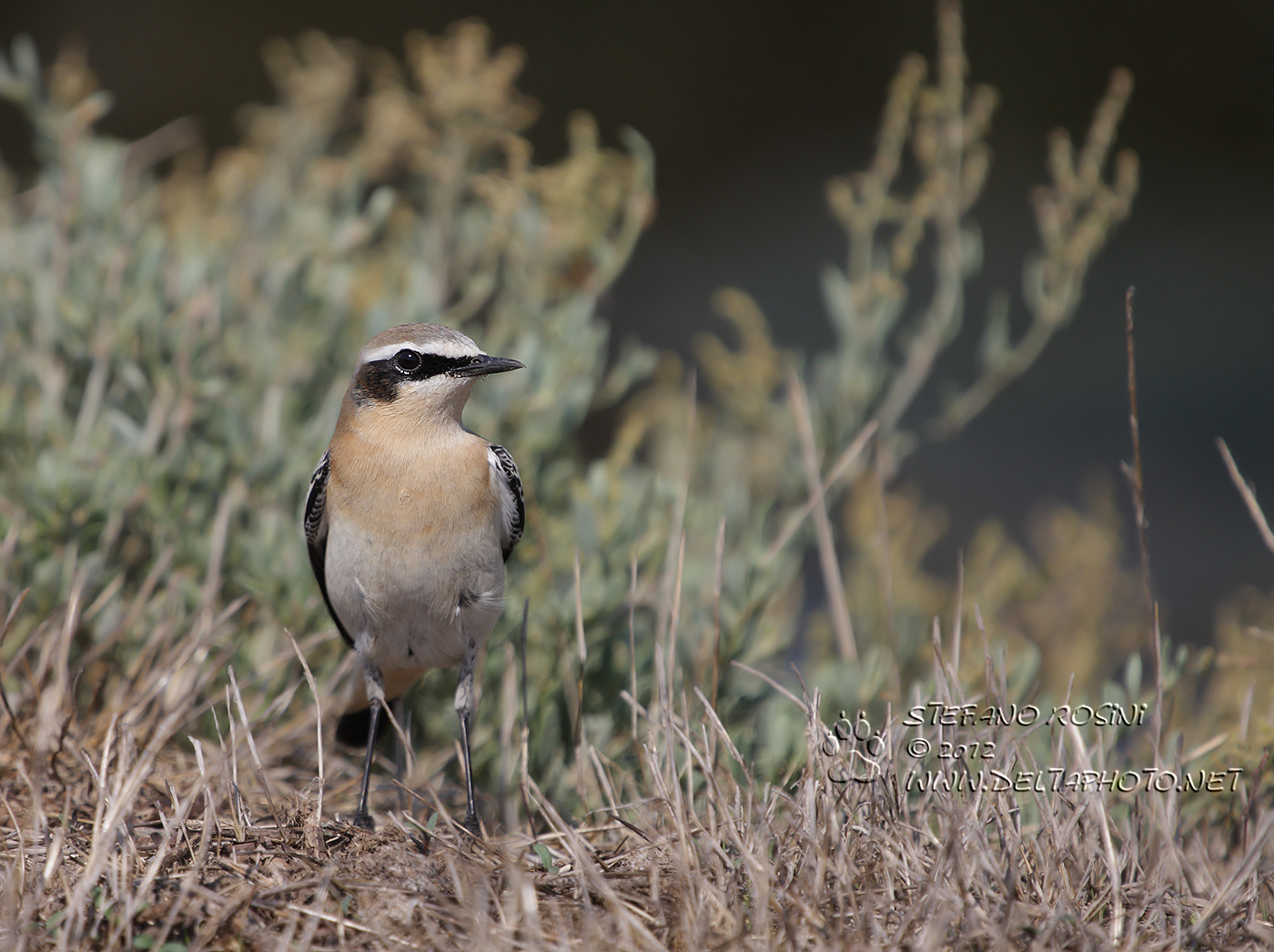 Culbianco ( Oenanthe oenanthe )