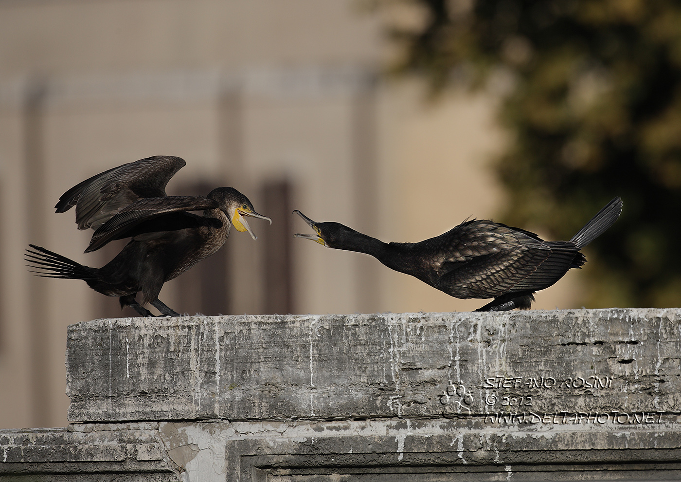 Cormorano  (Phalacrocorax carbo)