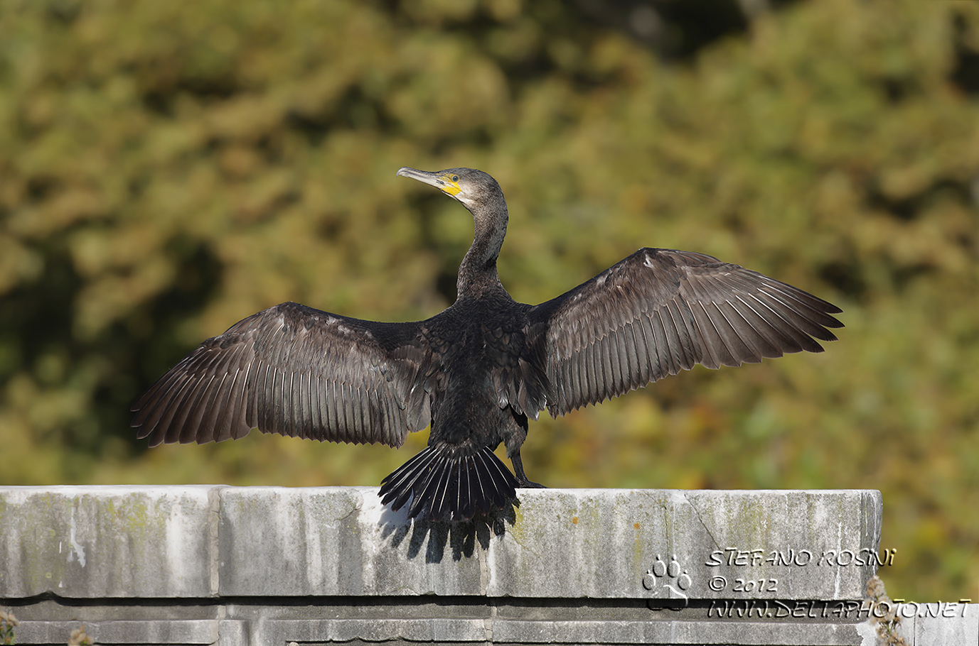 Cormorano (Phalacrocorax carbo)