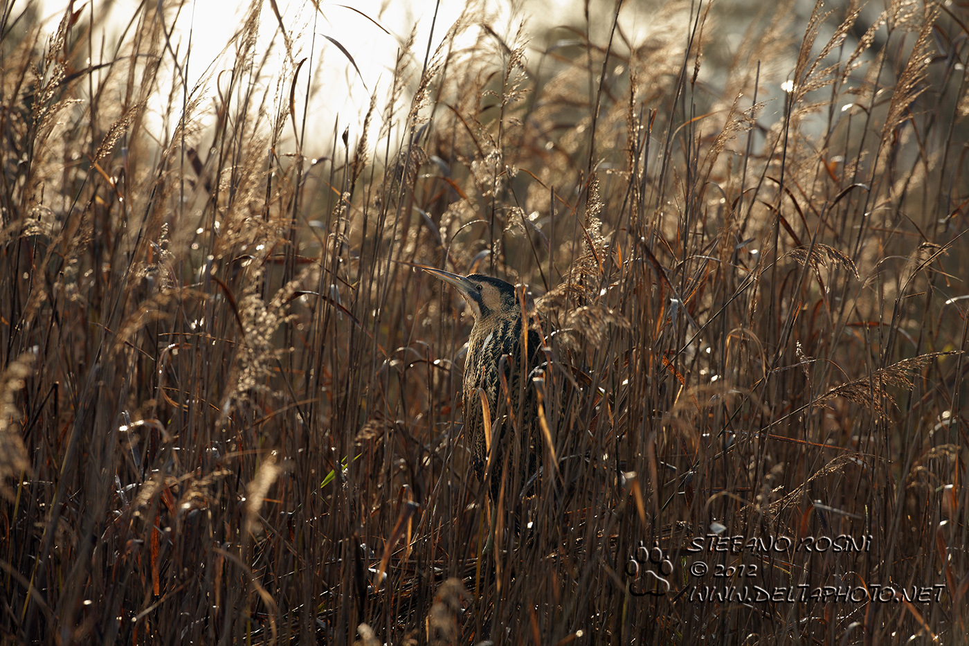 Tarabuso ( Botaurus stellaris )