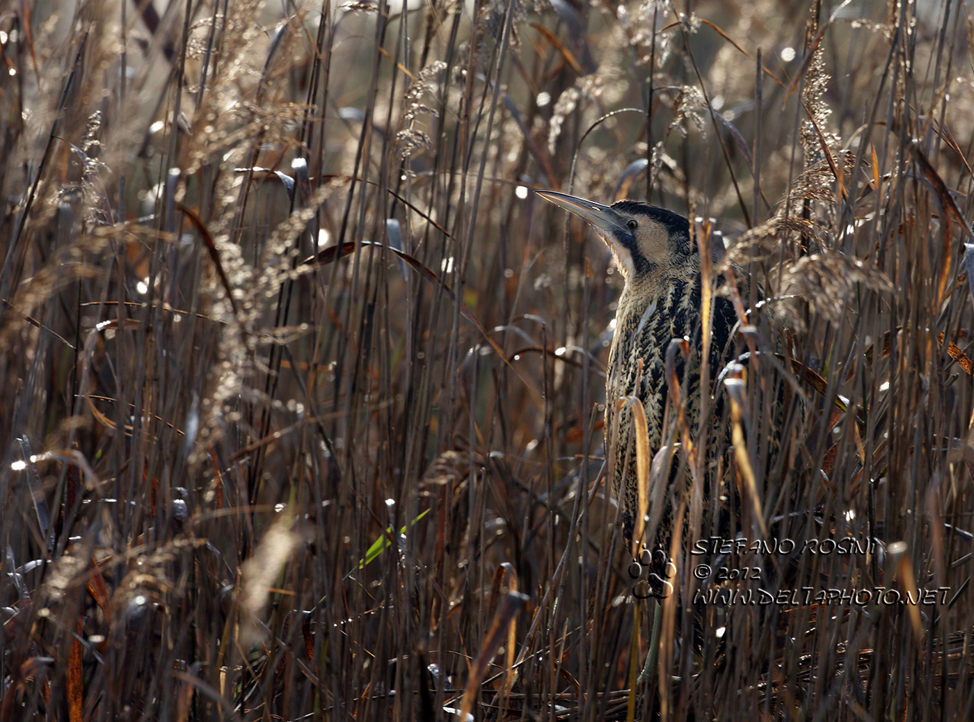 Tarabuso ( Botaurus stellaris )