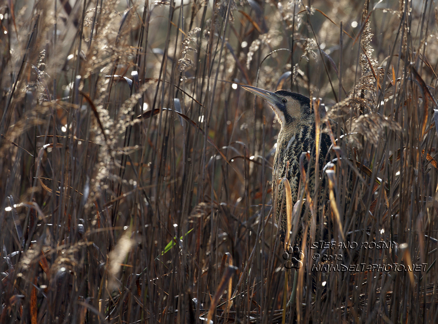 Tarabuso ( Botaurus stellaris )