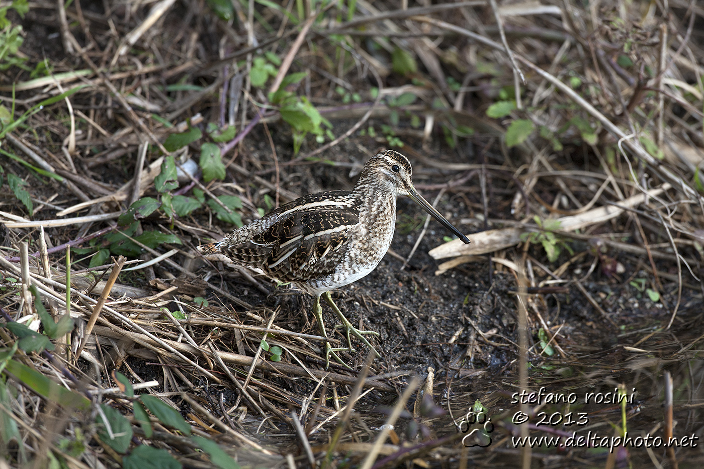 Beccaccino ( Gallinago gallinago )