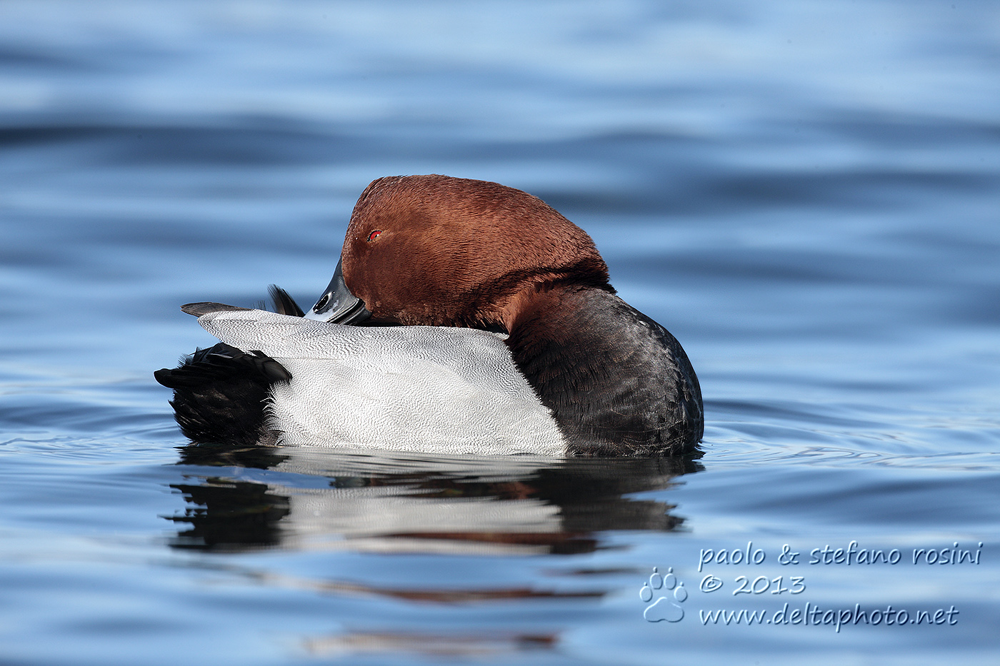 Moriglione (Aythya ferina, Linnaeus, 1758)