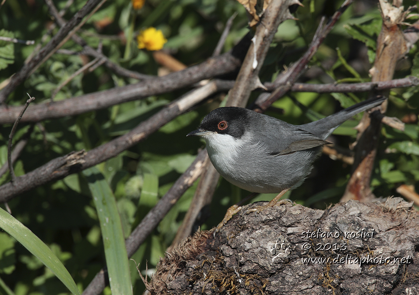Occhiocotto maschio ( Sylvia melanocephala)