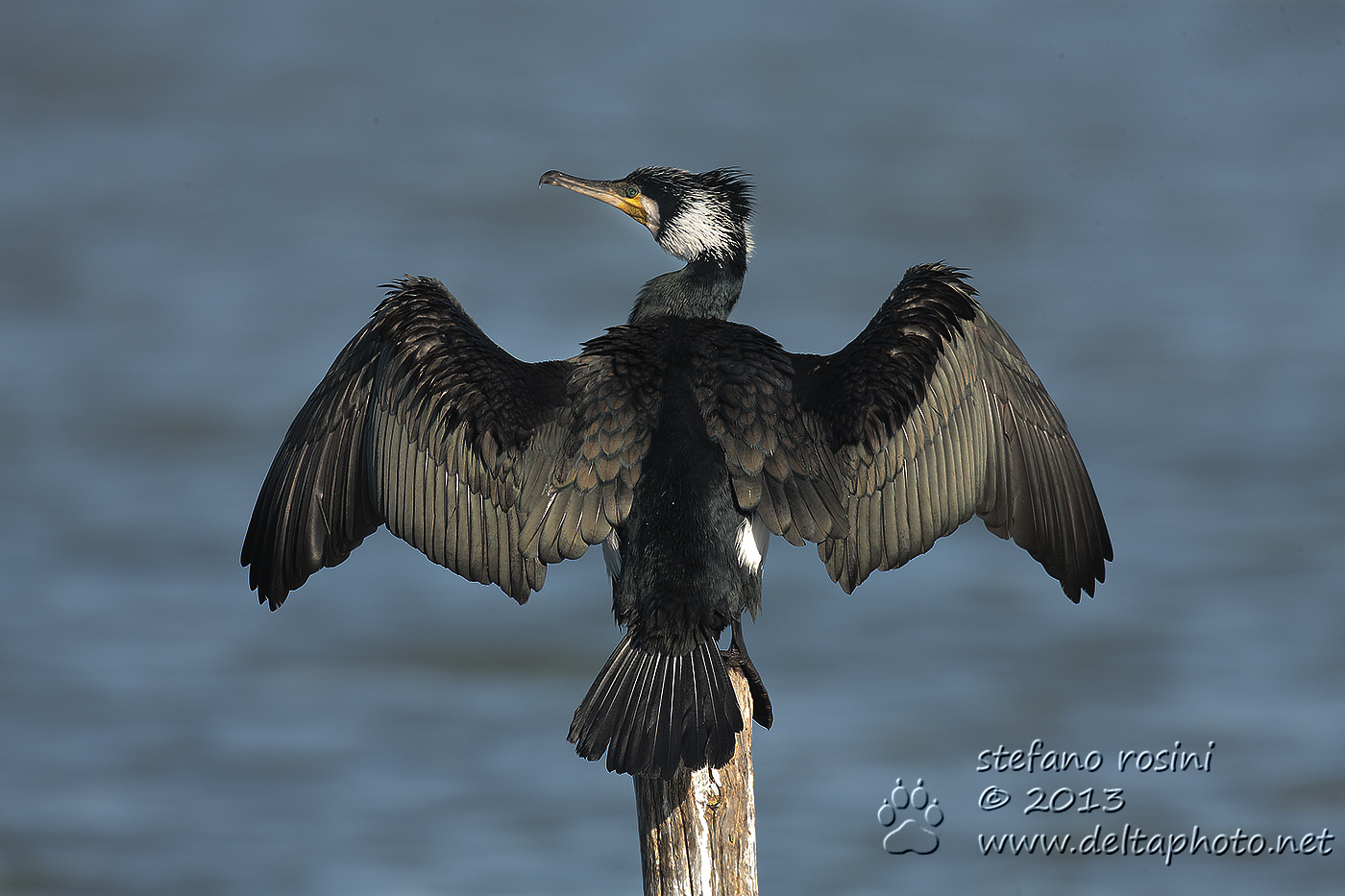 Cormorano (Phalacrocorax carbo)