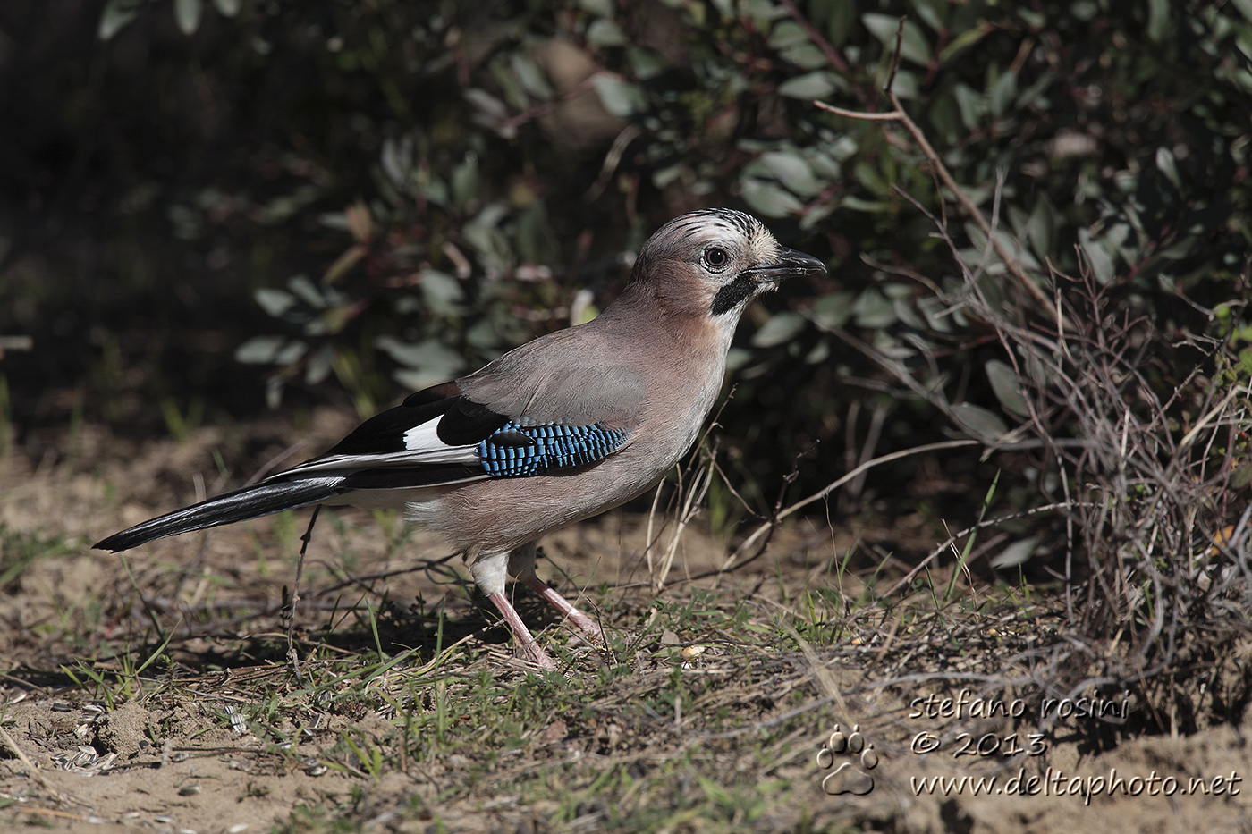 Ghiandaia (Garrulus glandarius)