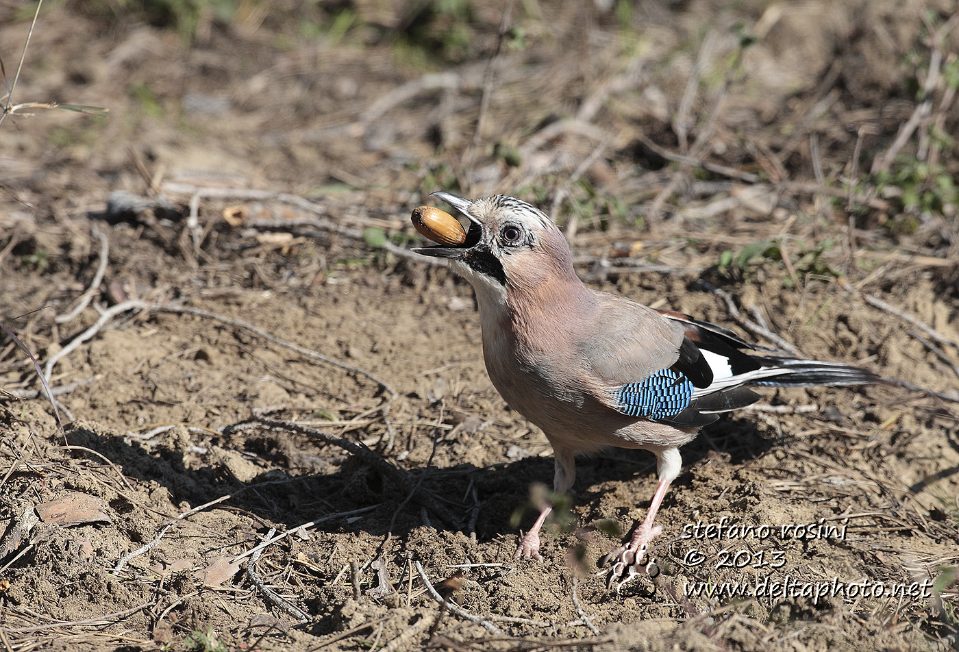 Ghiandaia (Garrulus glandarius)