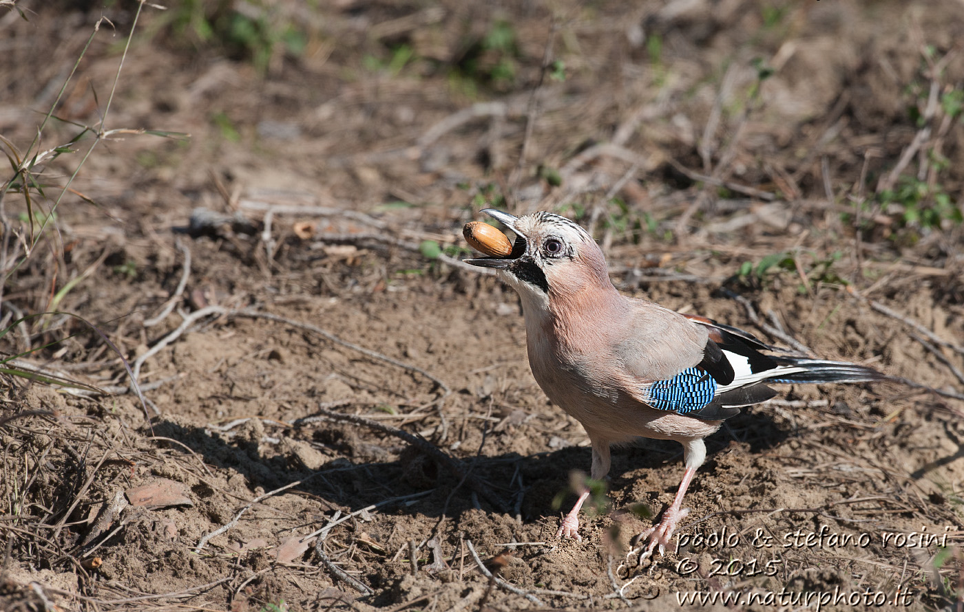 Ghiandaia ( Garrulus glandarius )