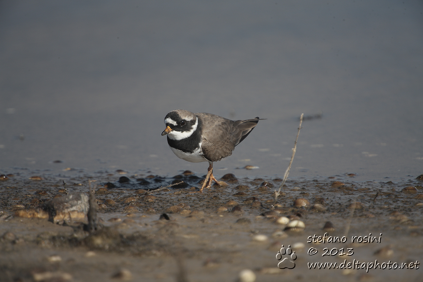 Corriere grosso (Charadrius hiaticula, Linnaeus 1758)