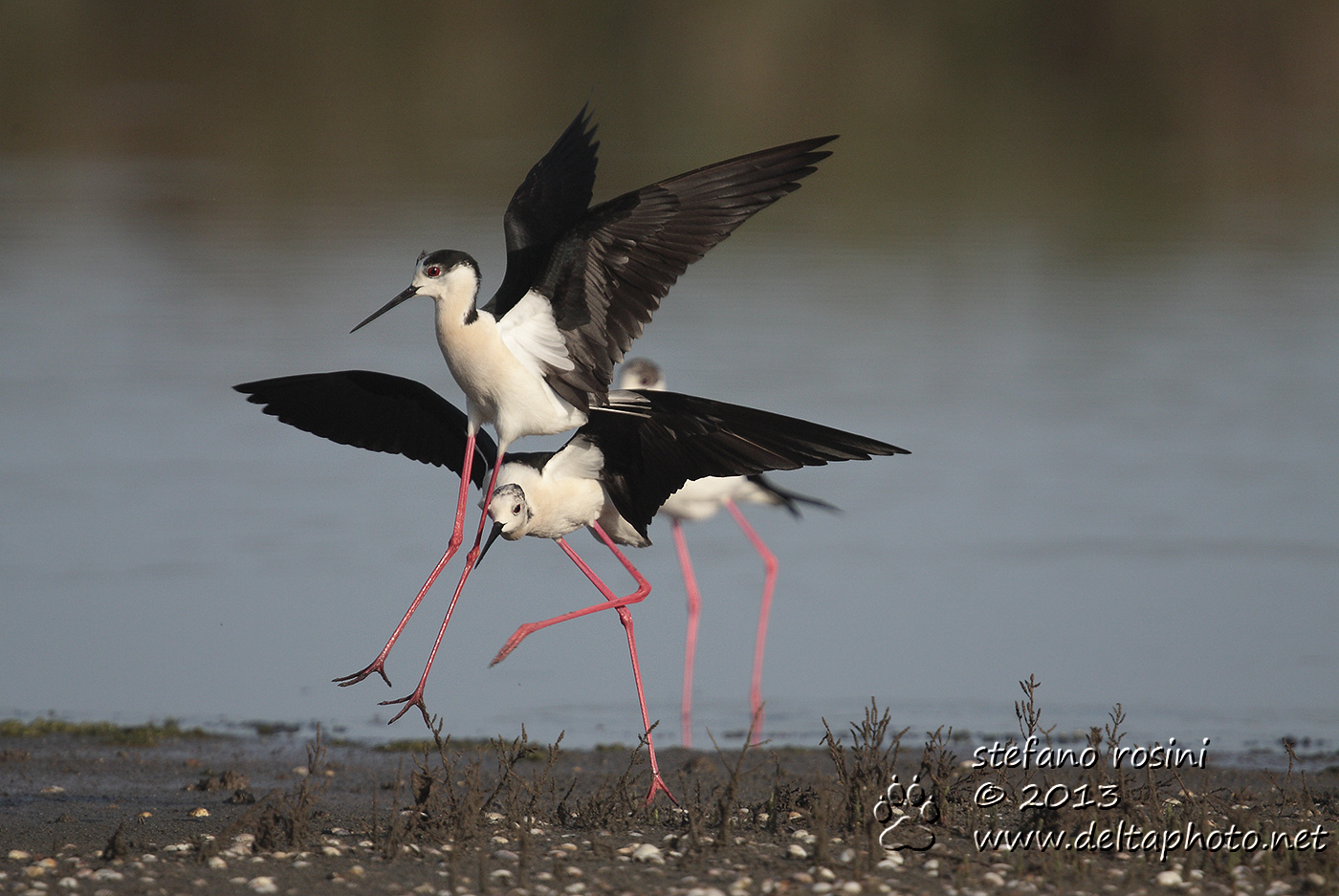 Cavaliere d'Italia ( Himantopus himantopus )