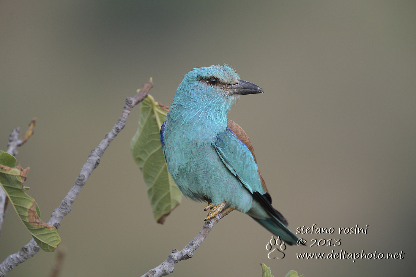 Ghiandaia  marina (Coracias garrulus)