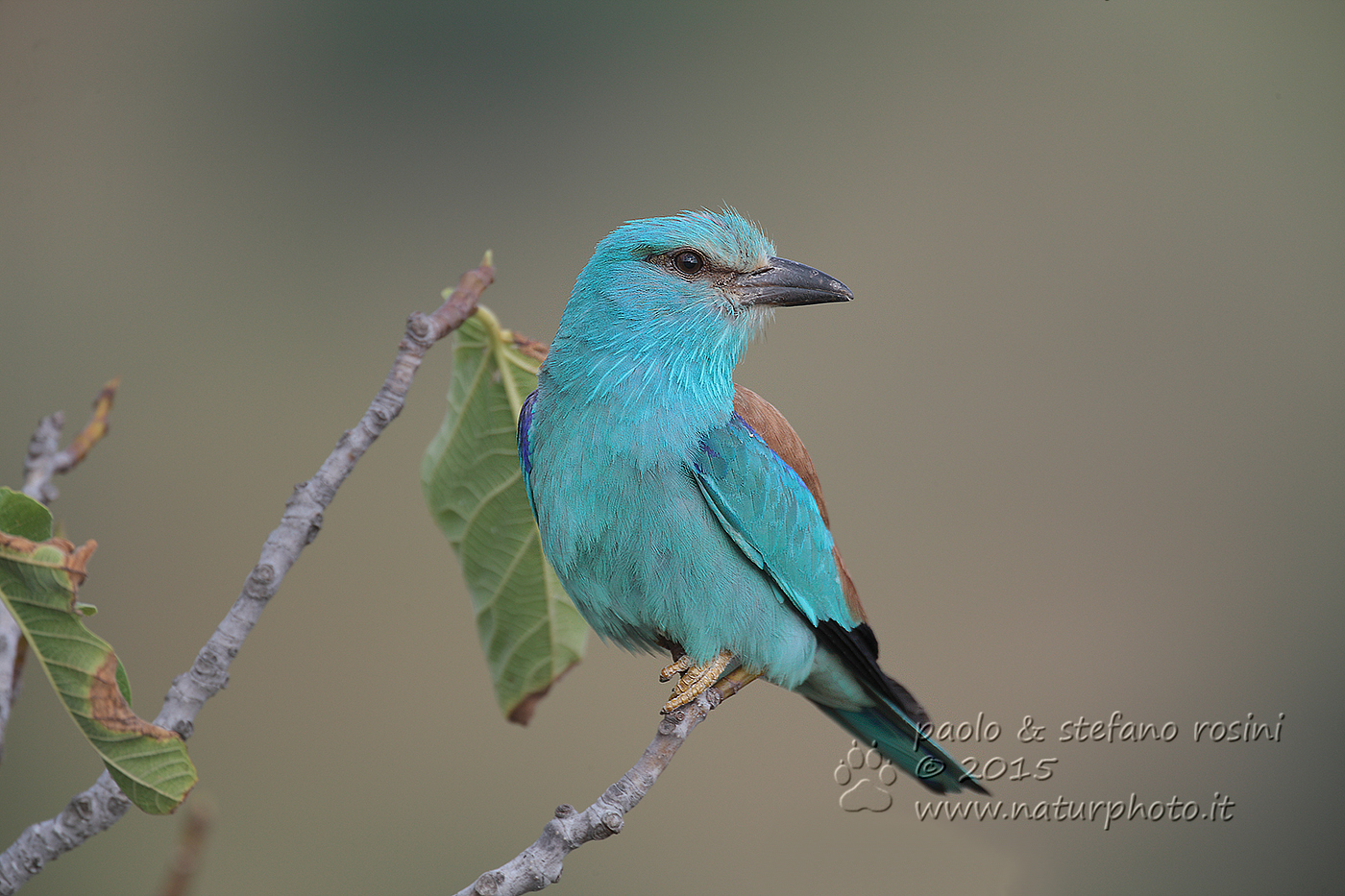 Ghiandaia marina ( Coracias garrulus )