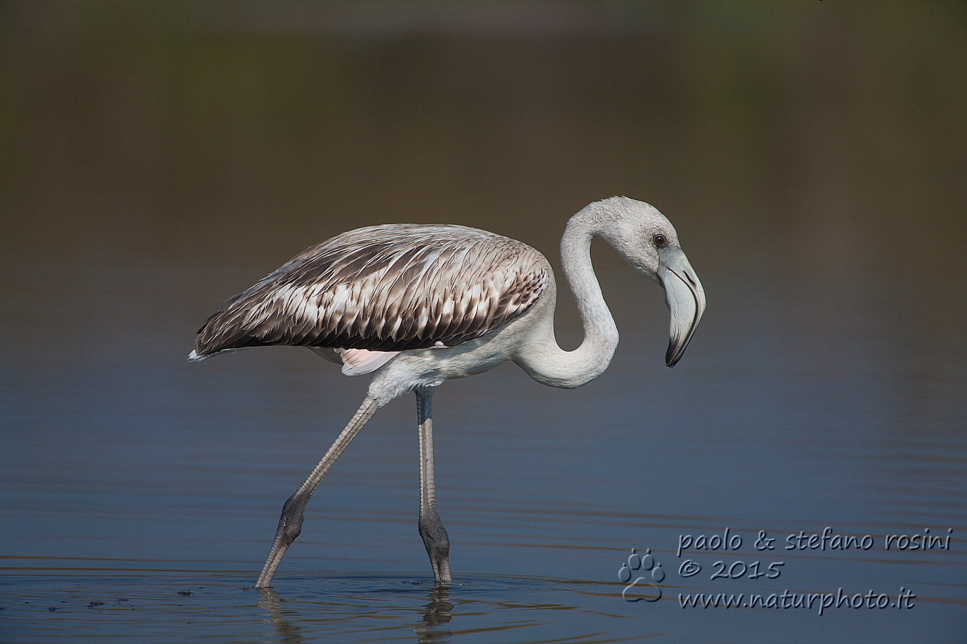 Fenicottero  ( Phoenicopterus roseus )
