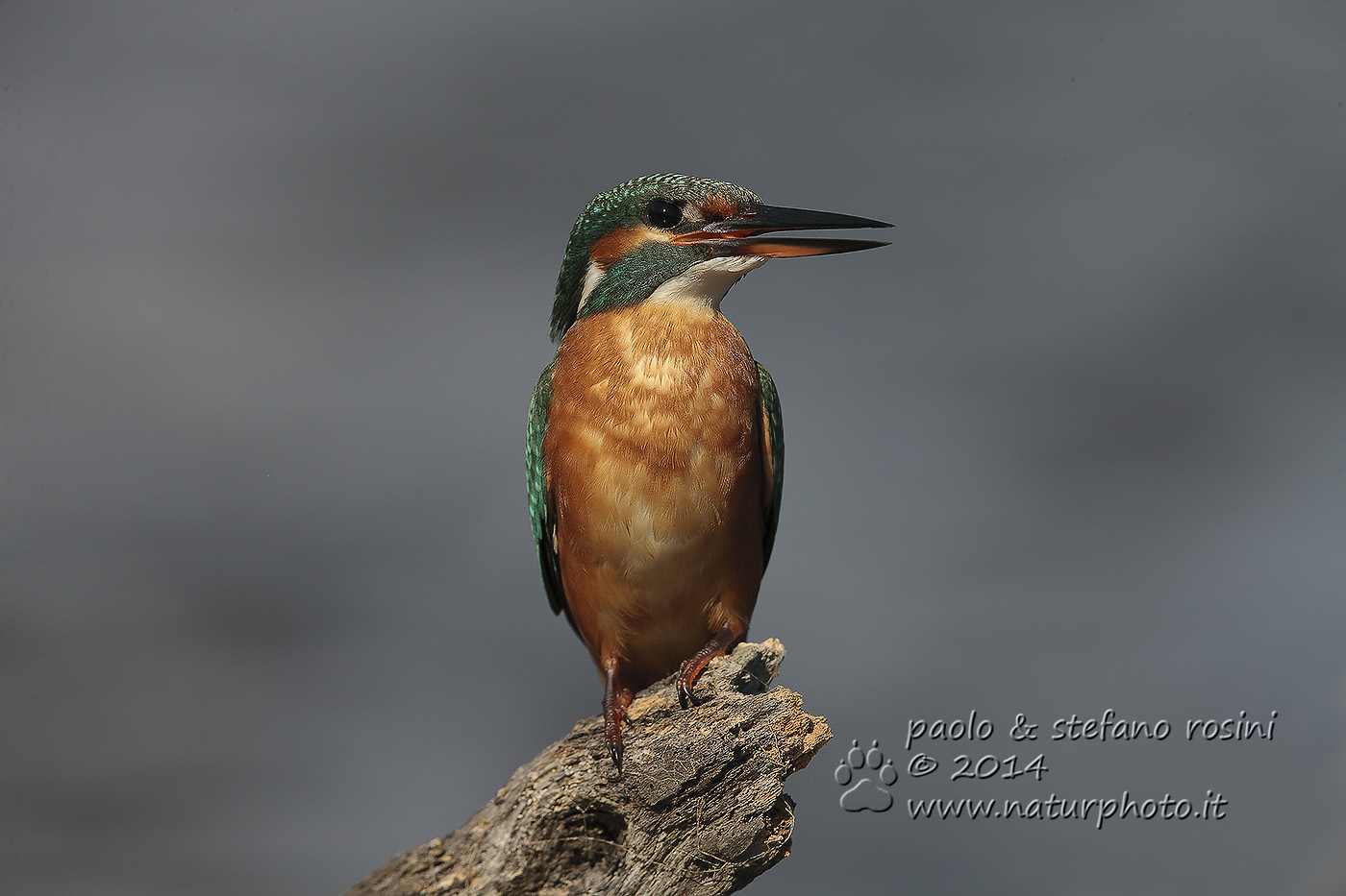 Martin pescatore ( Alcedo atthis )