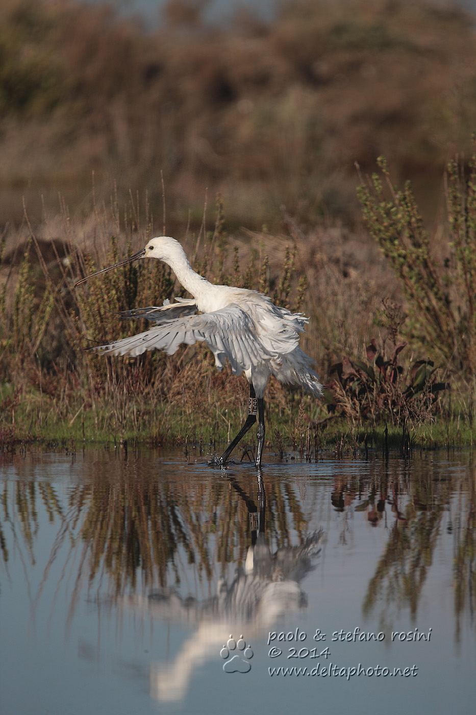Spatola ( Platalea leucorodia )