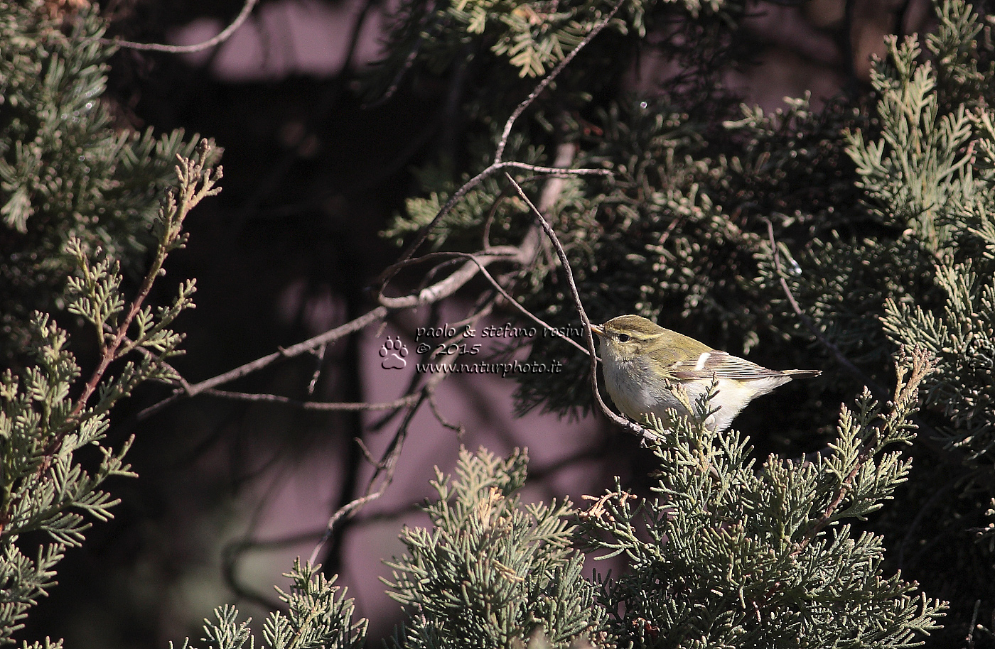 Lui forestiero ( Phylloscopus  inornatus )