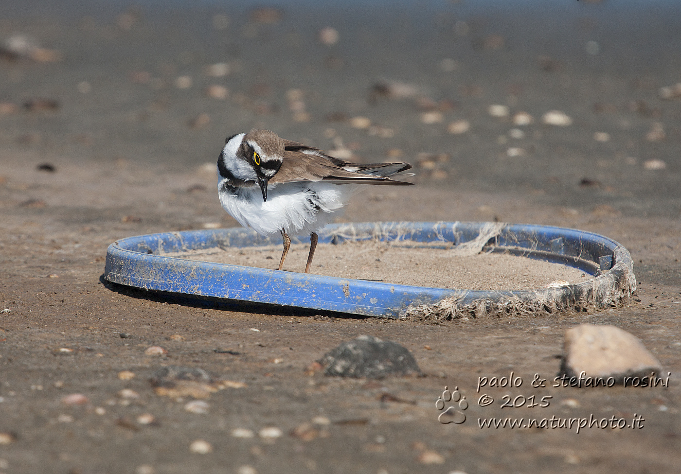 Corriere piccolo ( Charadrius dubius )