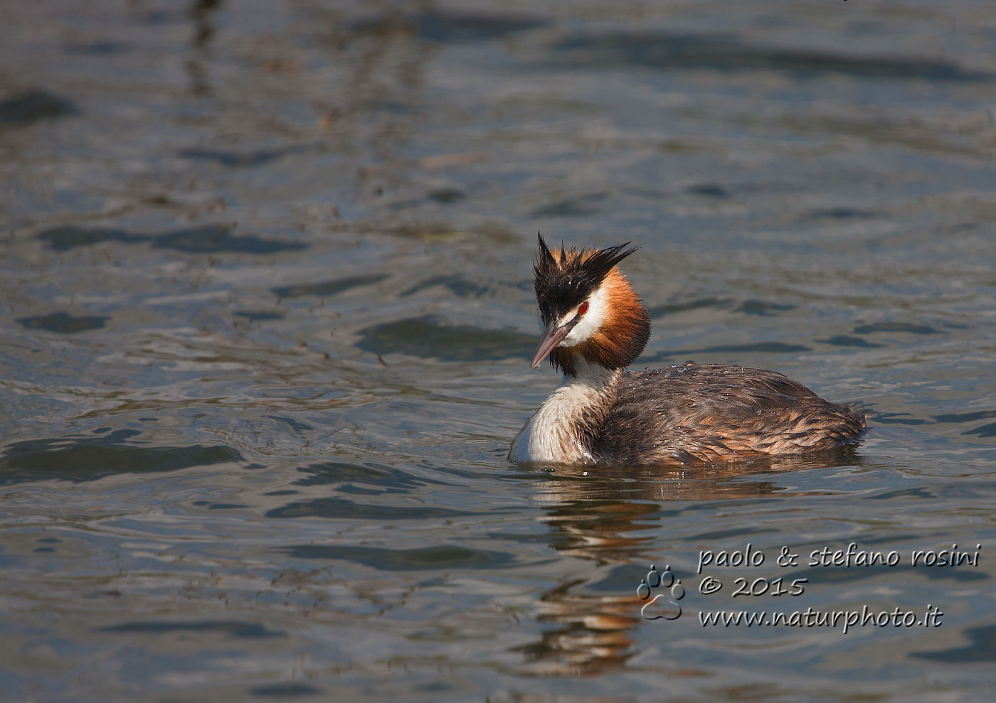 Svasso ( Podiceps cristatus )