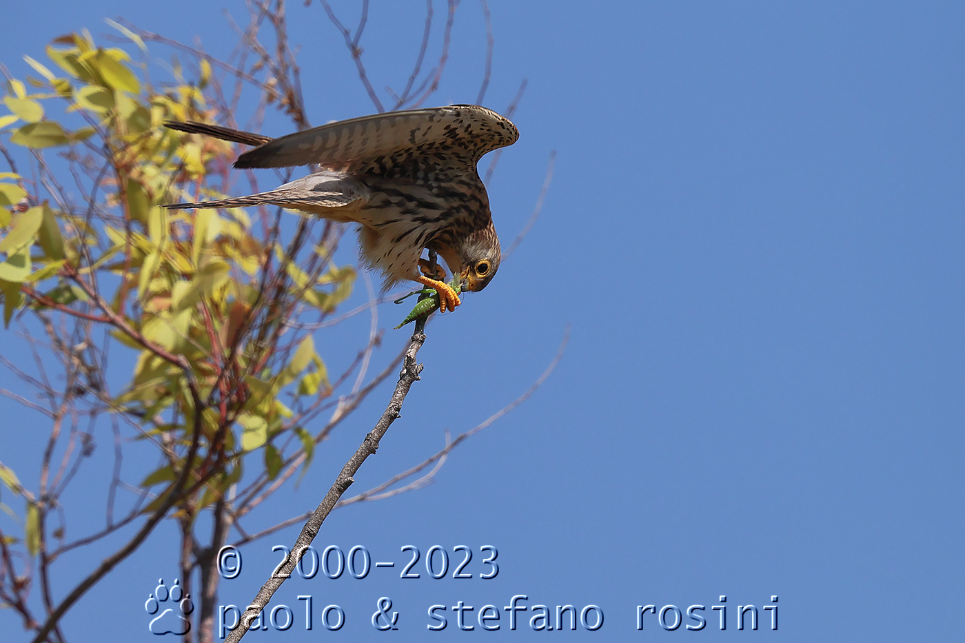 Grillaio (  Falco naumanni )