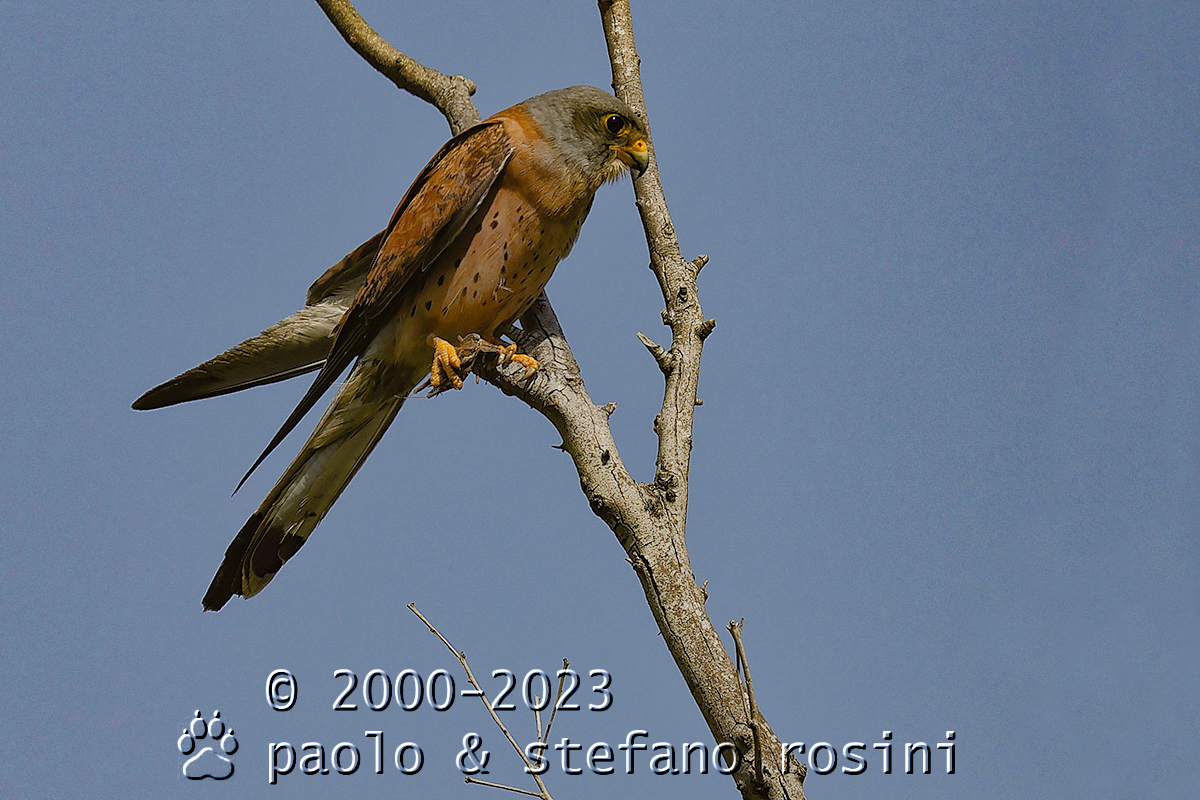 Grillaio (  Falco naumanni )