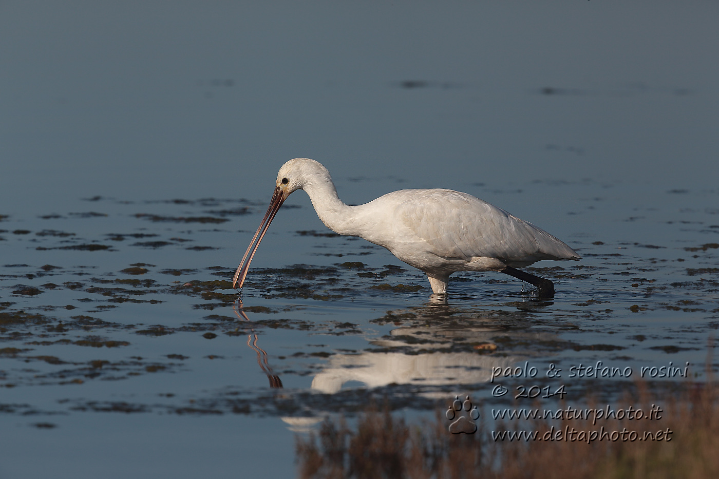 Spatola ( Platalea leucorodia )
