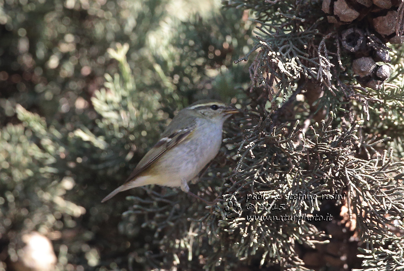 Lui forestiero ( Phylloscopus inornatus )