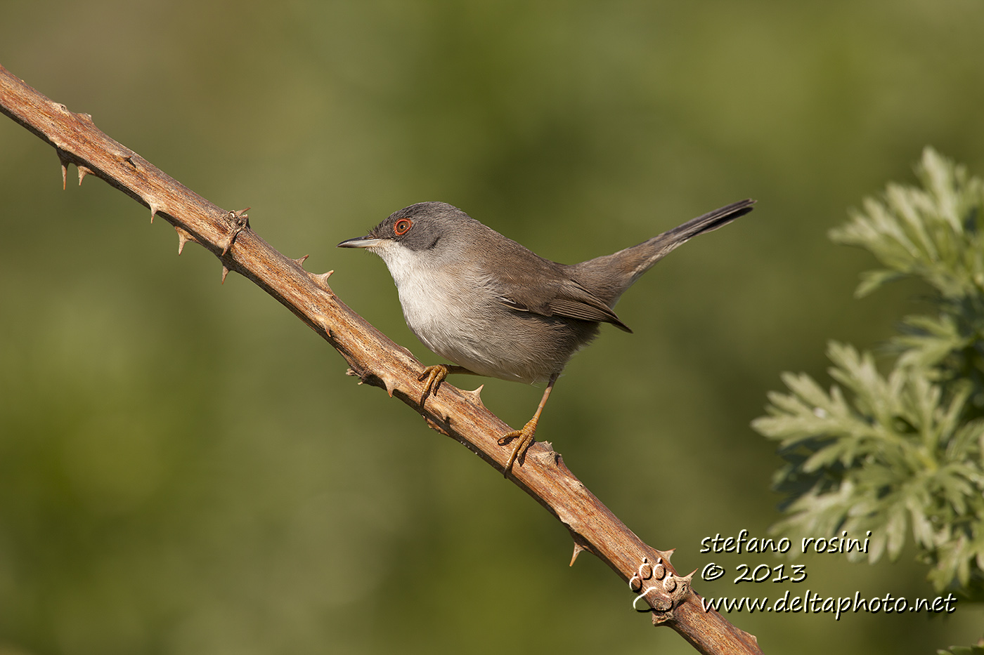 Occhiocotto femmina ( Sylvia melanocephala )