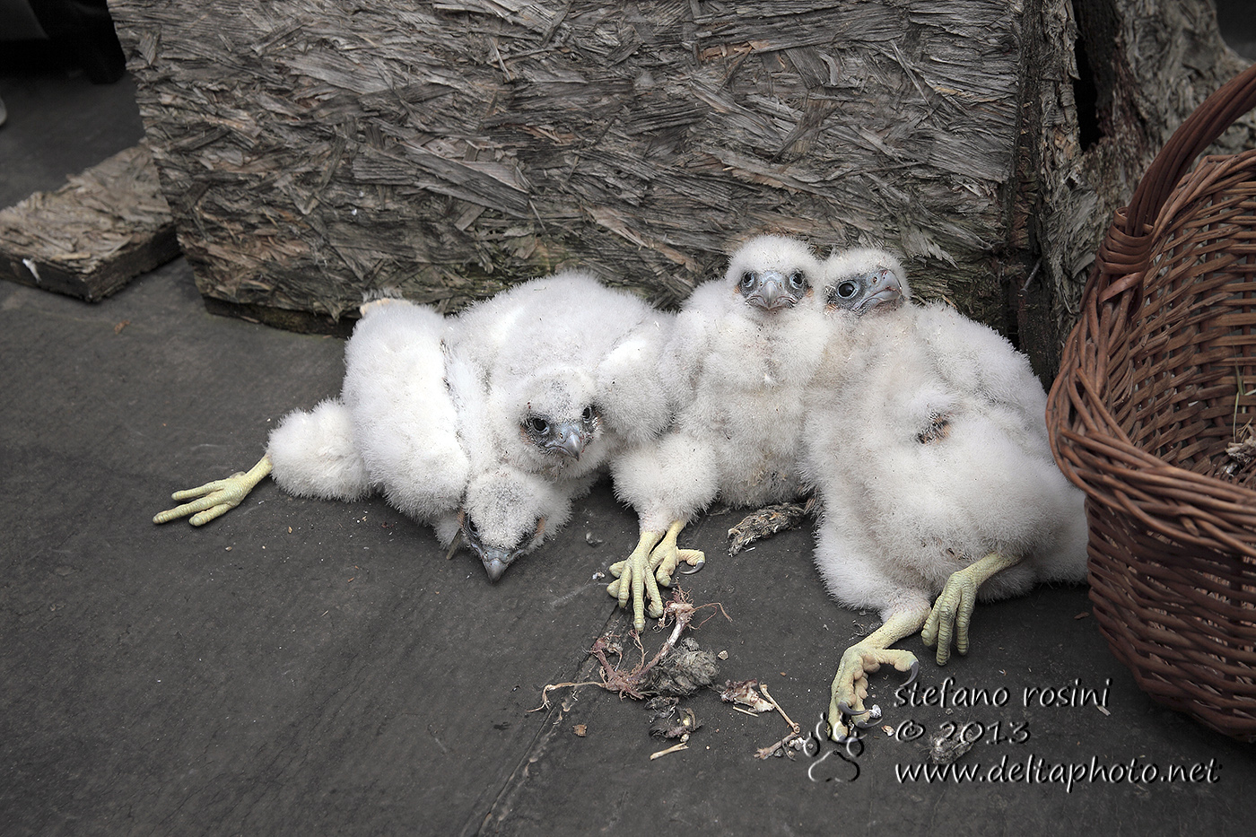 Falco Pellegrino pulli ( Falco peregrinus )