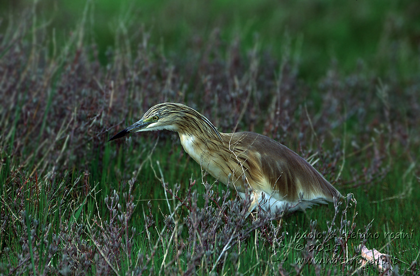 Sgarza ciuffetto ( Ardeola ralloides )