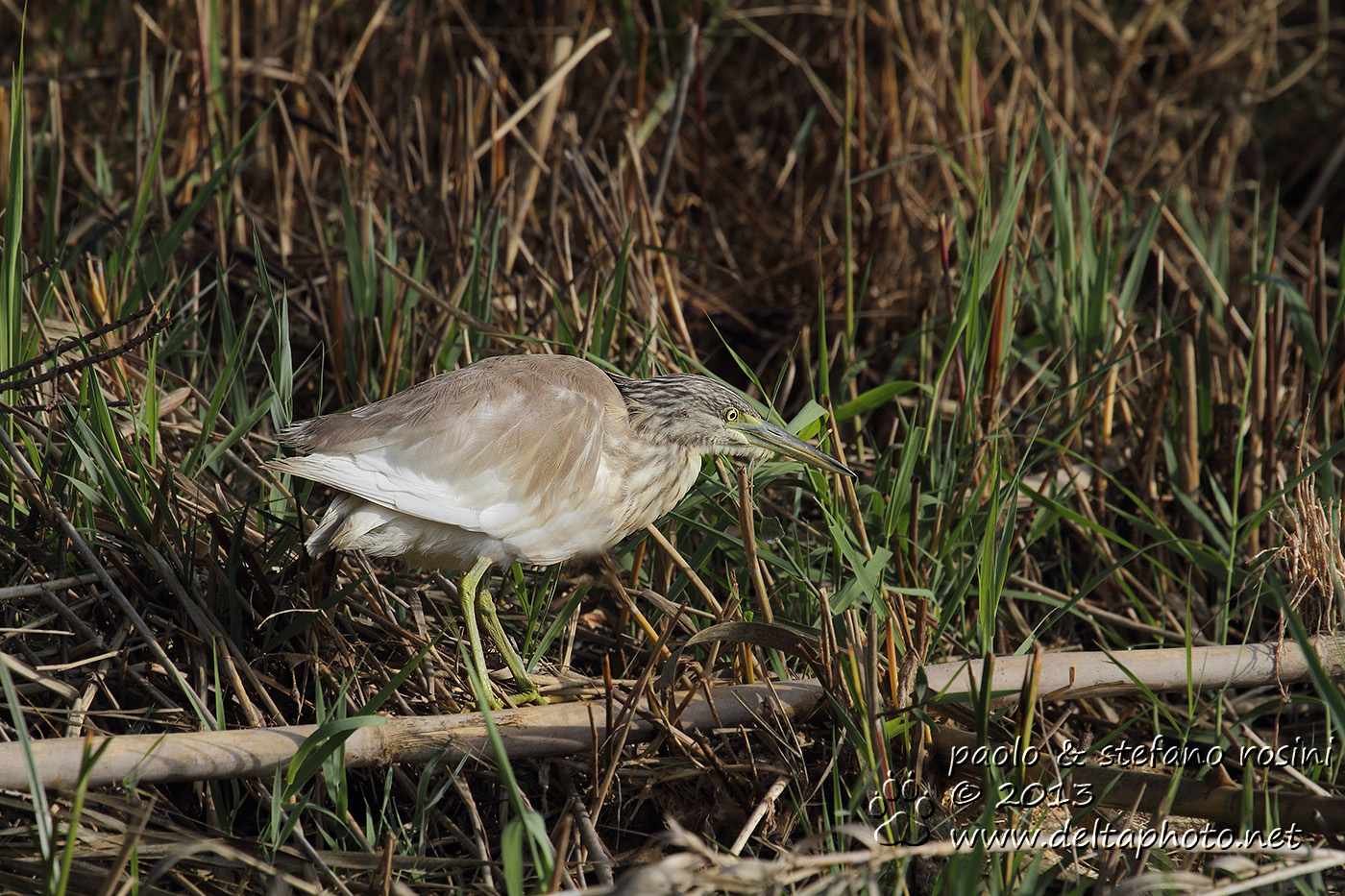 Sgarza ciuffetto ( Ardeola ralloides )