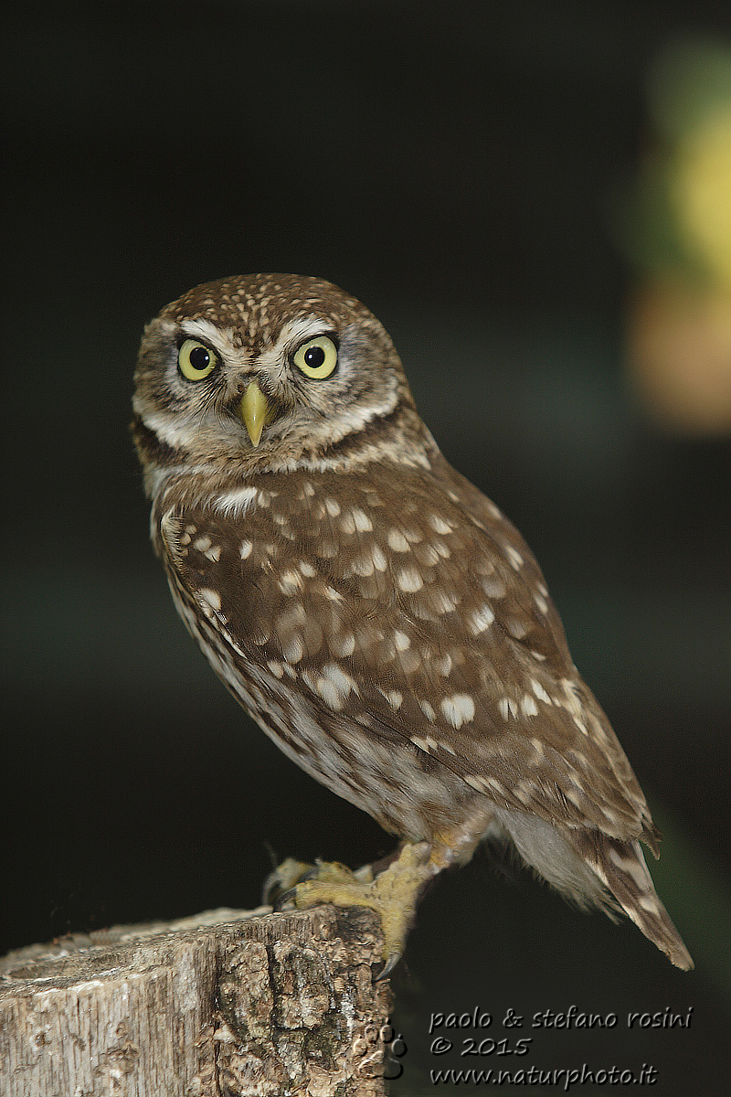 Civetta ( Athena noctua )
