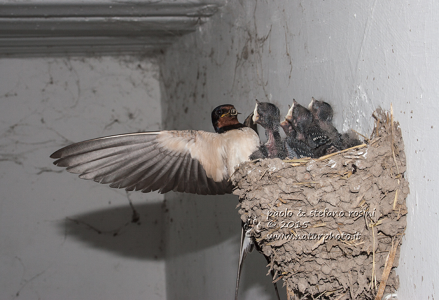 Rondine comune ( Hirundo rustica )