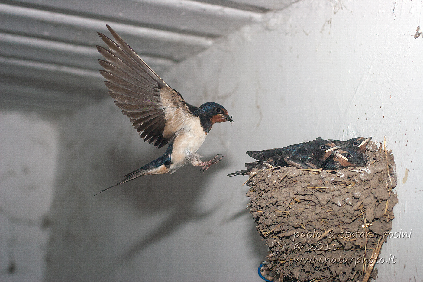 Rondine comune ( Hirundo rustica )