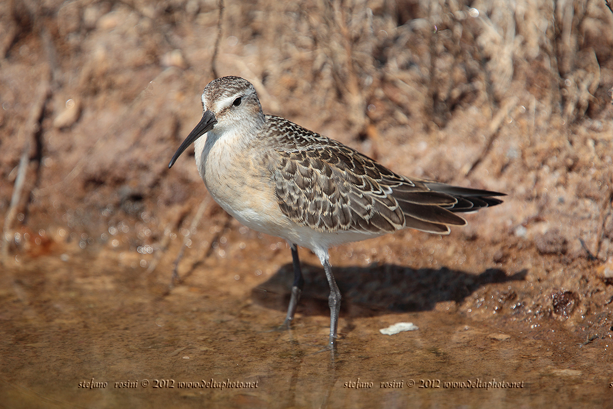 Piovanello  ( Calidris ferruginea )