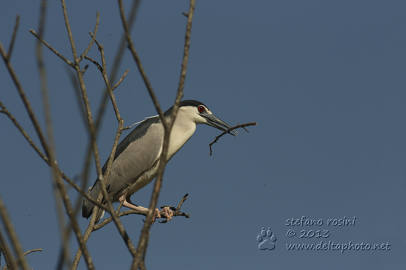 Nitticora ( Nycticorax nycticorax )