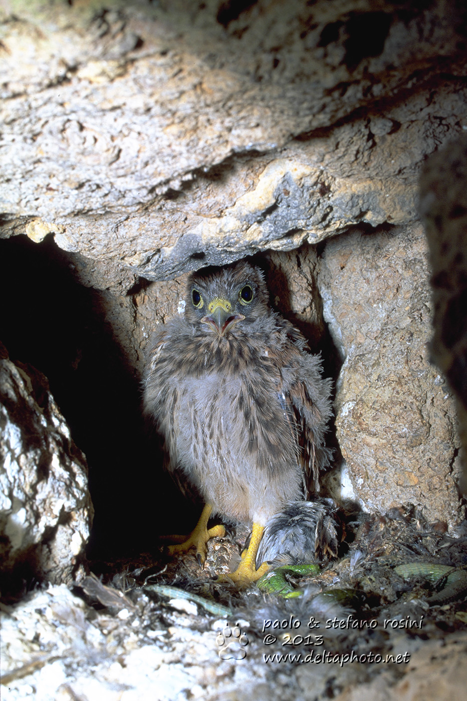 Gheppio ( Falco tinnunculus )