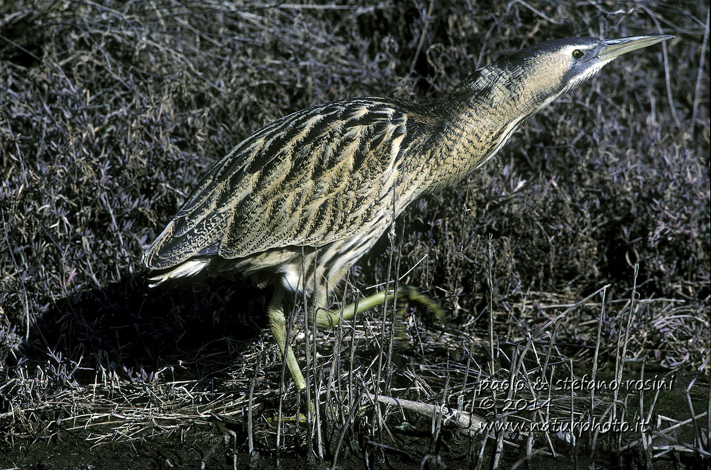 Tarabuso ( Botaurus stellaris )
