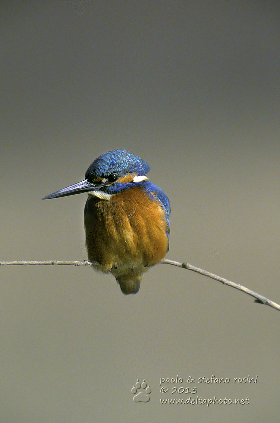Martin pescatore ( Alcedo atthis )