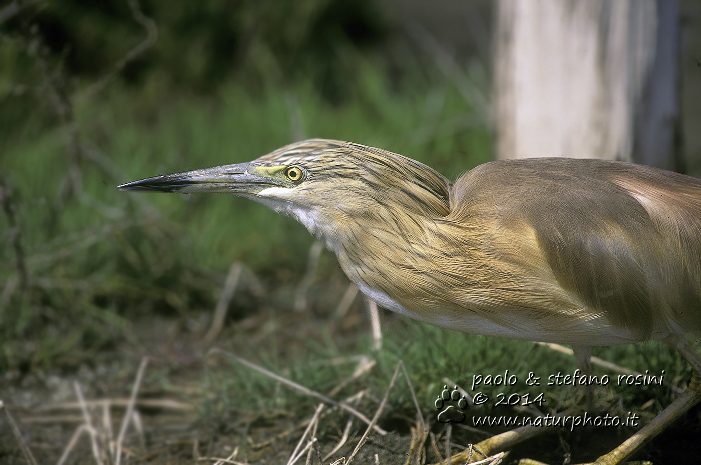 Sgarza ciuffetto ( Ardeola ralloides )