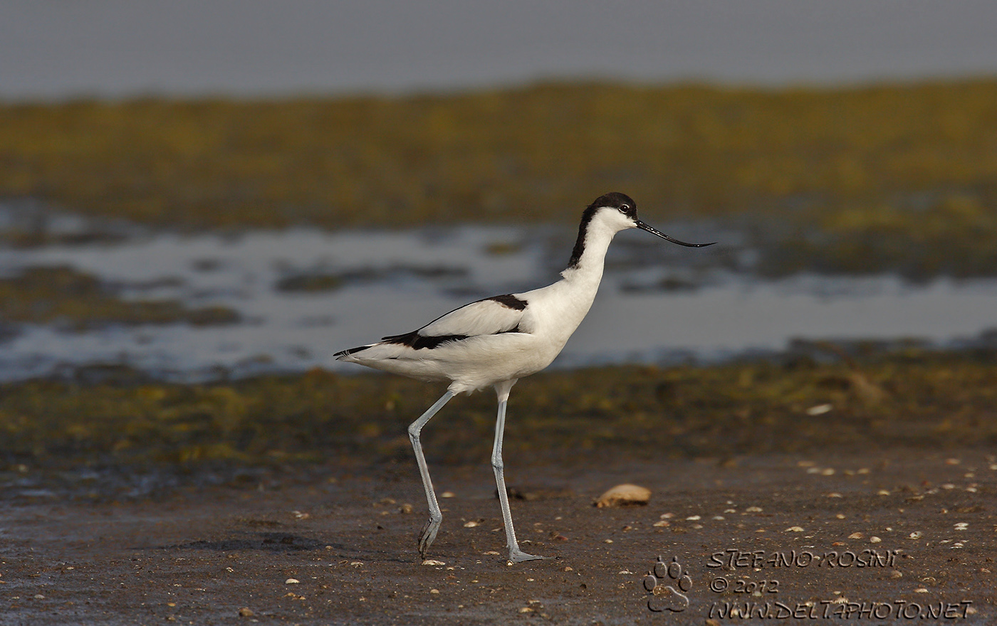 Avocetta ( Avosetta recurvirostra )