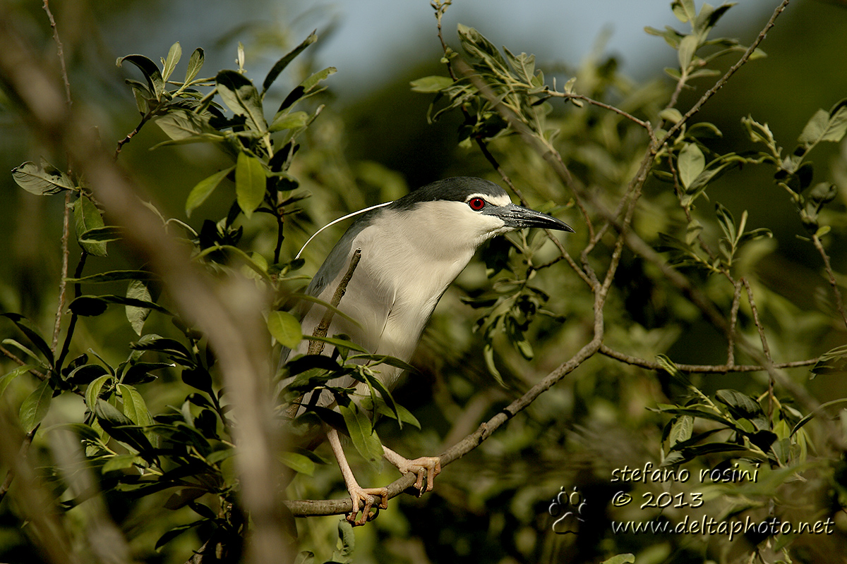 Nitticora ( Nycticorax nycticorax )