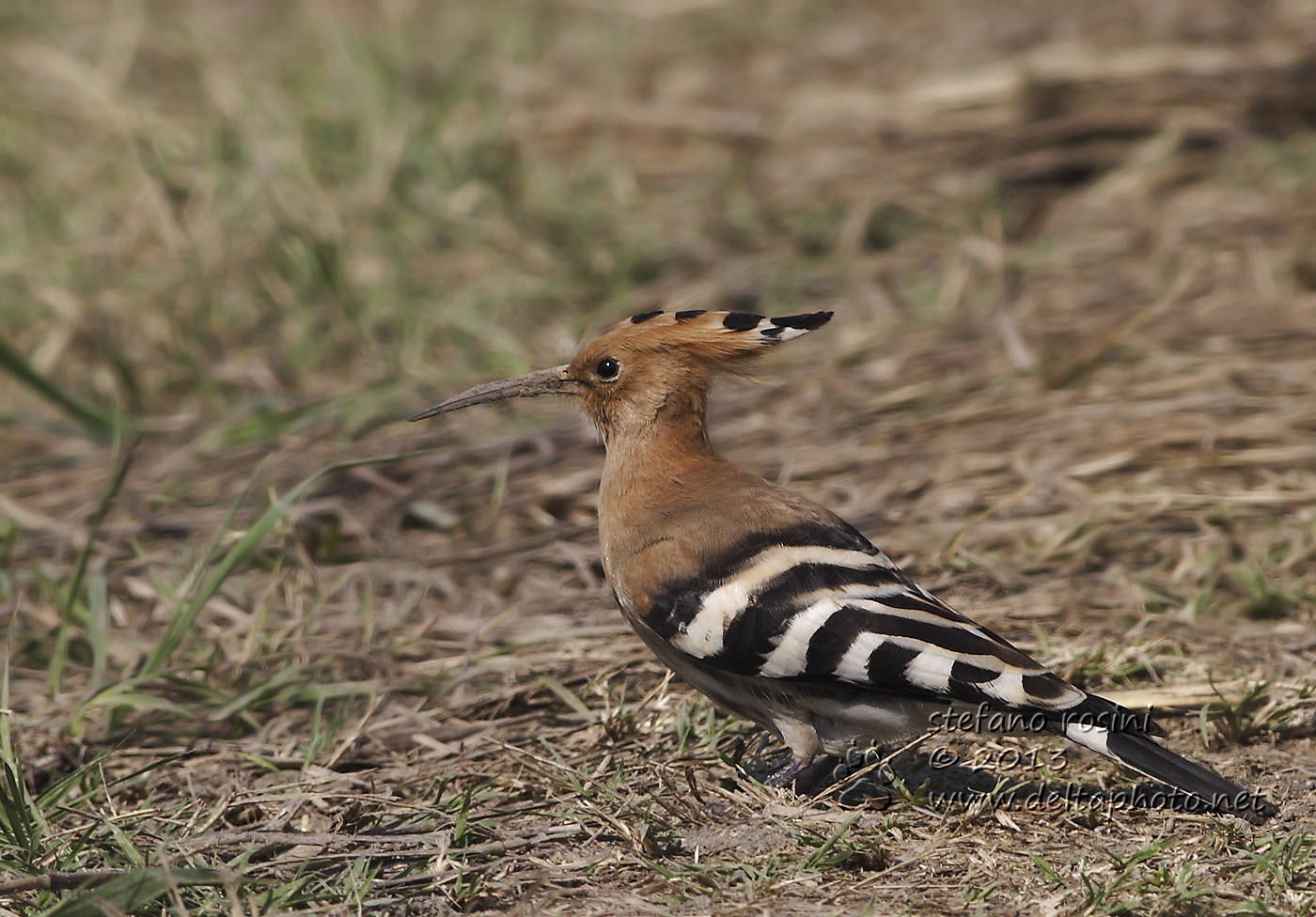 Upupa ( Upupa epops)