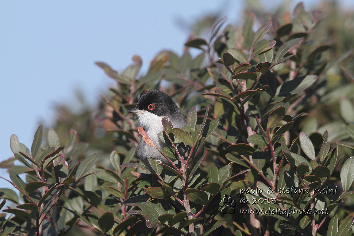 Occhiocotto  (Sylvia melanocephala, Gmelin 1789)