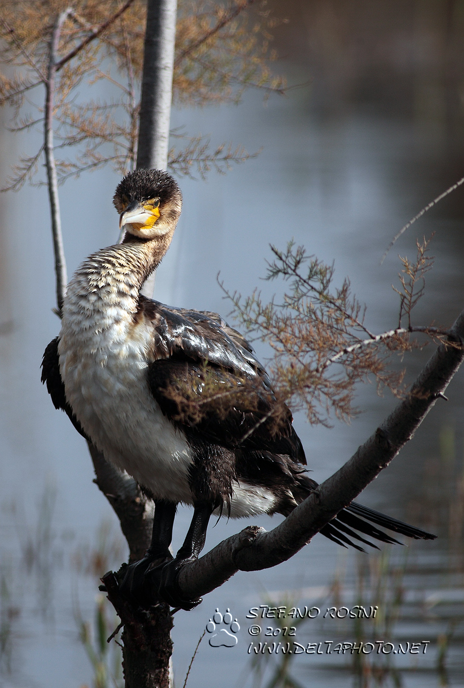 Cormorano ( Phalacrocorax carbo