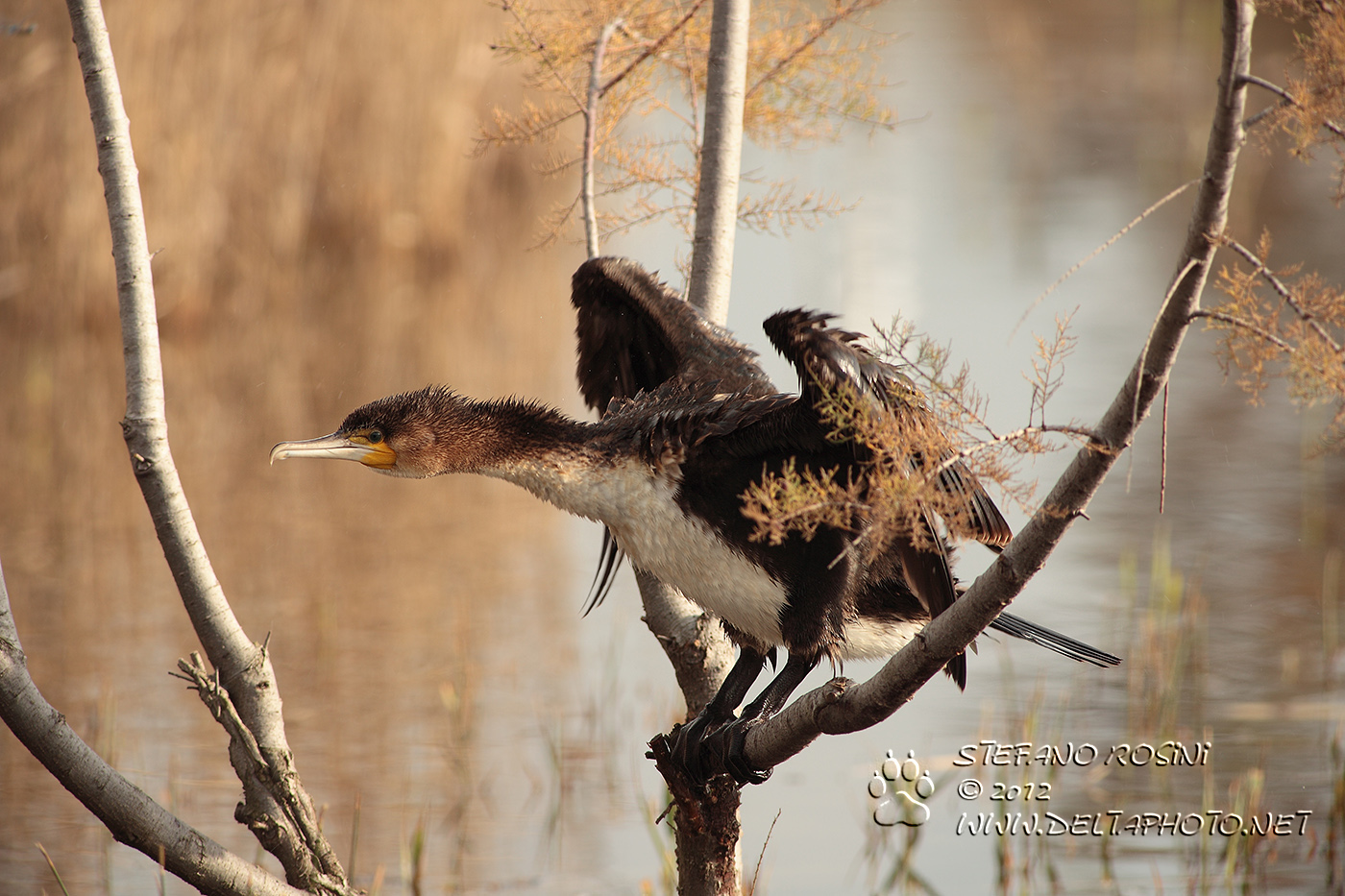 Cormorano ( Phalacrocorax carbo )
