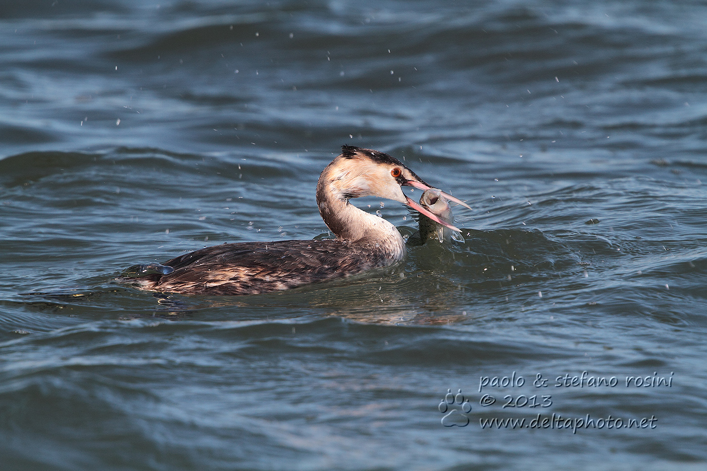 Svasso ( Podiceps cristatus )