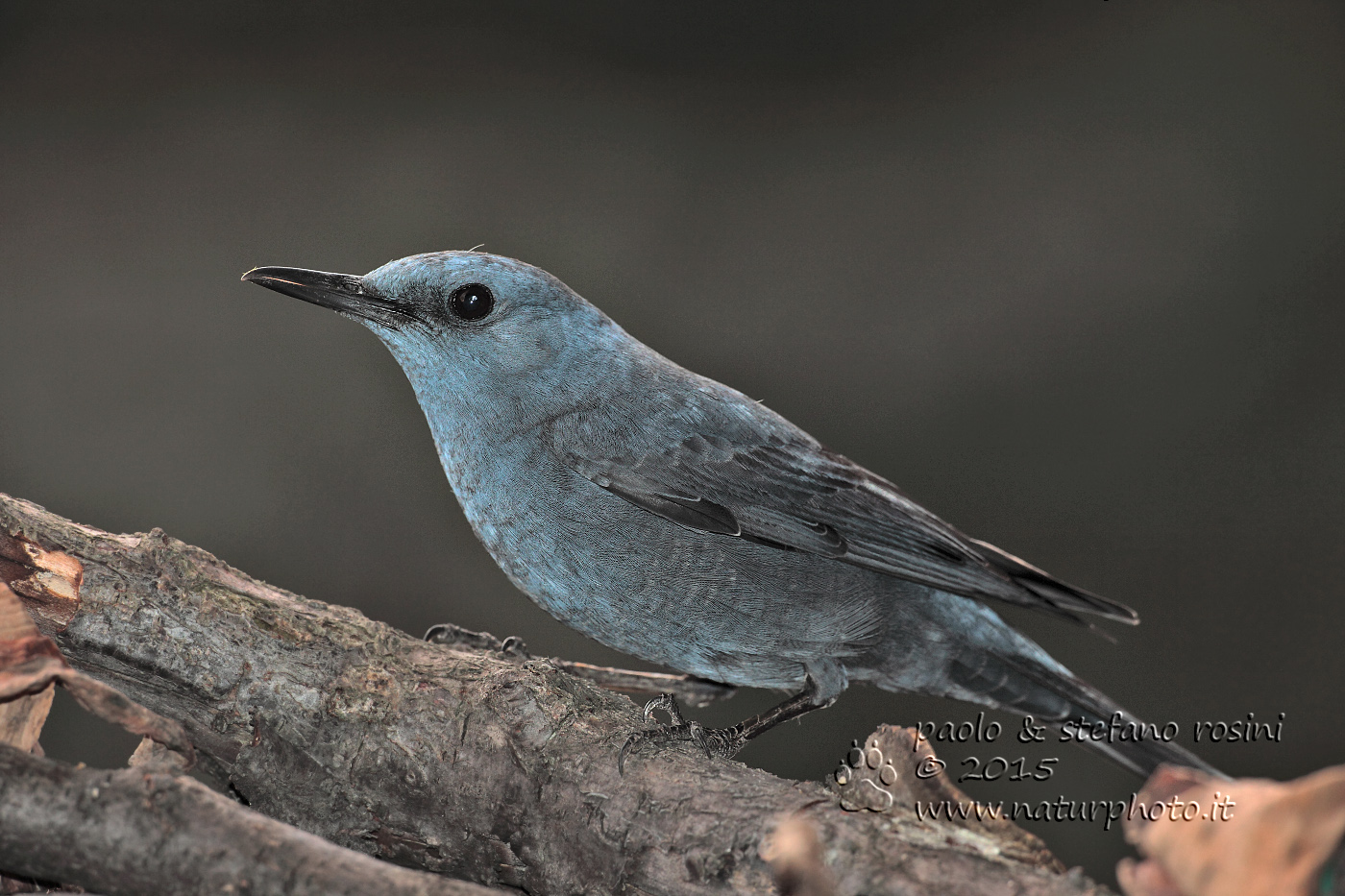 Passero solitario ( Monticola solitarius )