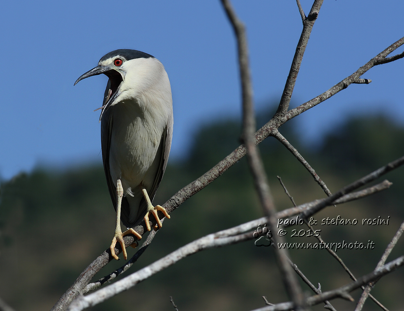 Nitticora ( Nycticorax nycticorax )