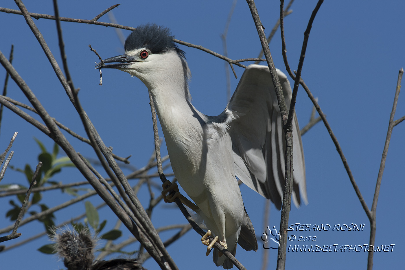Nitticora ( Nycticorax nycticorax )